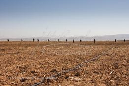 Image du Maroc Professionnelle de  Des ouvriers s'activent à la mise en place d’un système moderne d'arrosage qui laisse passer l’eau petit à petit, dit "goutte à goutte" dans une nouvelle ferme où l’on procède à la plantation d'orangers à Chichaoua, Mardi 27 Février 2007. (Photo / Abdeljalil Bounhar) 